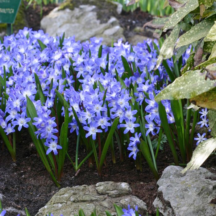Chionodoxa forbesii (Glory of the Snow, 3 Bulbs) Chionodoxa forbesii (Glory of the Snow, 3 Bulbs)