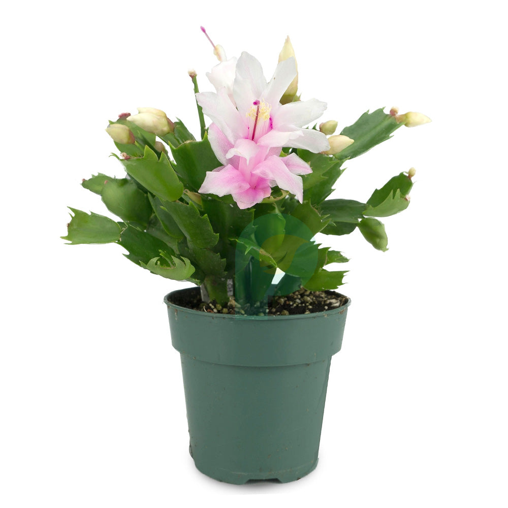 Christmas Cactus White Flower Plant Christmas Cactus White Flower Plant