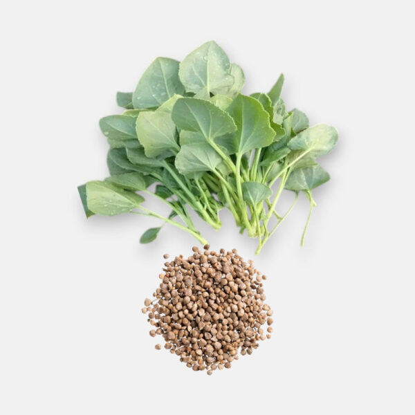 Chukka Kura Seeds 8gm | Sunrise