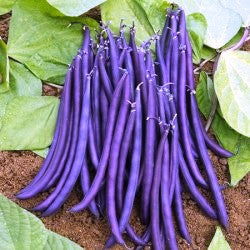 Climbing Beans Violette (25 seeds) - omaxe seeds