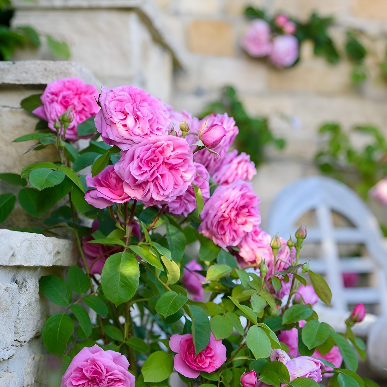 Climbing Rose Plant (pink) in 6" Inch Pot Climbing Rose Plant (pink) in 6" Inch Pot