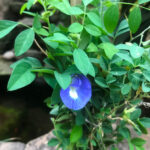 Clitoria Ternatea Aparajita Shankhpushpi Plant