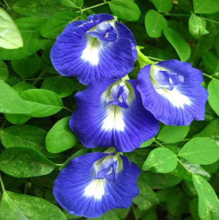 Clitoria Ternatea Aparajita Shankhpushpi Plant