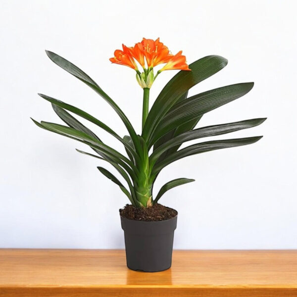 Clivia Miniata Plant - Clivia Lily, Bush lily