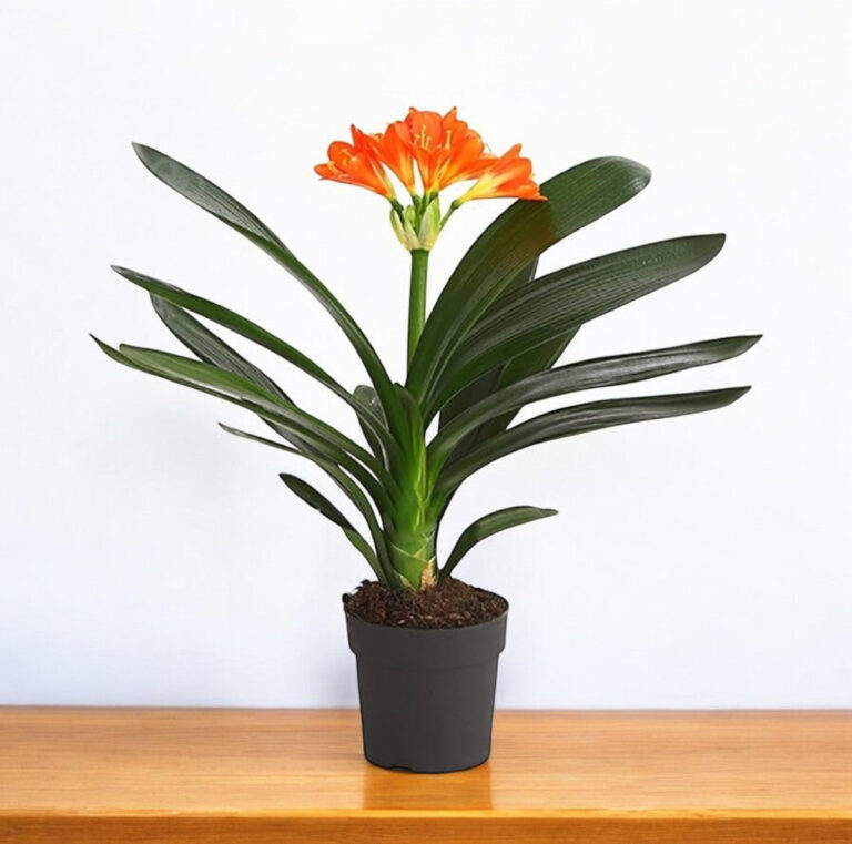 Clivia Miniata Plant - Clivia Lily, Bush lily