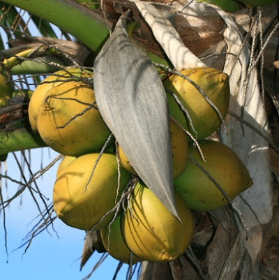 Coconut Golden Plant - Nariyal Plant | Hybrid Dwarf Fruit Plant