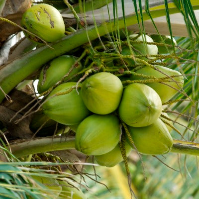 Coconut Green Plant - Nariyal Plant | Hybrid Dwarf Fruit Plant