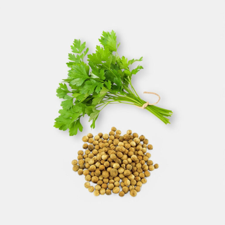 Coriander Seeds - 8gm | Sunrise