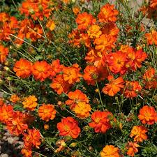 Cosmos Bright Light Orange Seeds - omaxe seeds