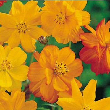 Cosmos Bright Light Yellow Seeds - omaxe seeds