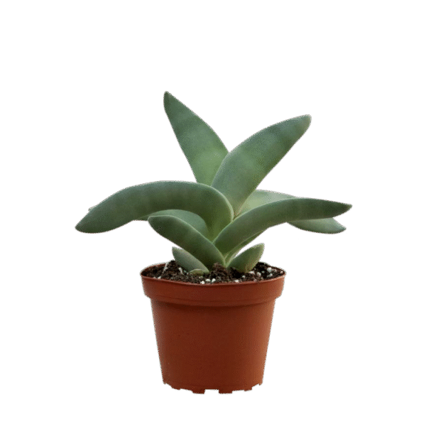 Crassula Falcata - Propeller Plant