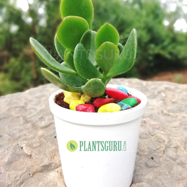 Crassula Ovata (jade) good luck House plant with ceramic pot