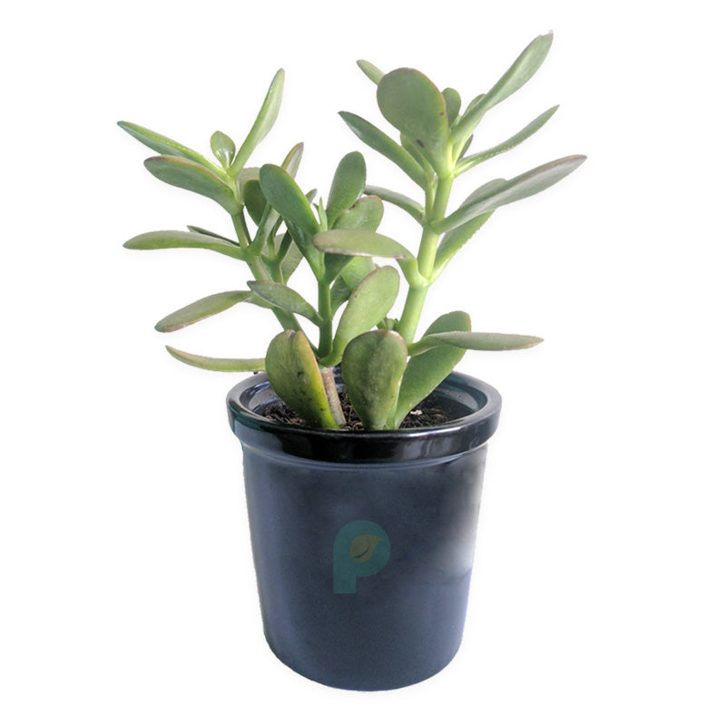 Crassula Ovata (jade) good luck House plant with gray ceramic pot Crassula Ovata (jade) good luck House plant with gray ceramic pot