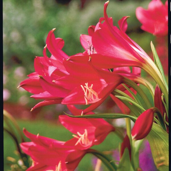 Crinium Lily Red Bulbs - 3 Bulbs