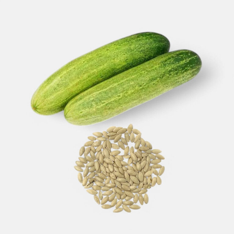 Cucumber DWG Seeds - 8gm | Sunrise