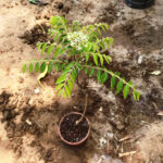 Curry Leaves Murraya Koenigii Plant