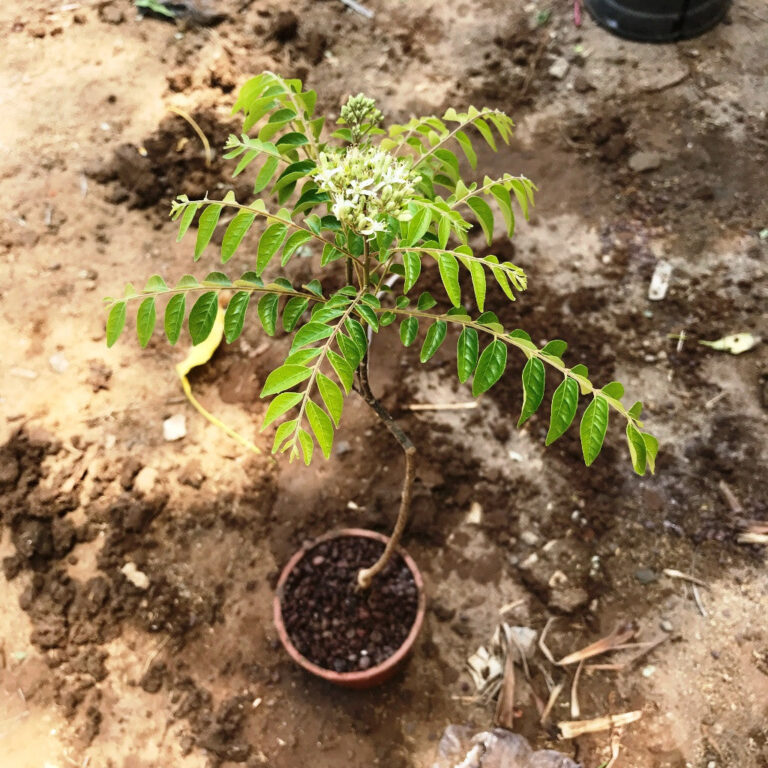 Curry Leaves Murraya Koenigii Plant