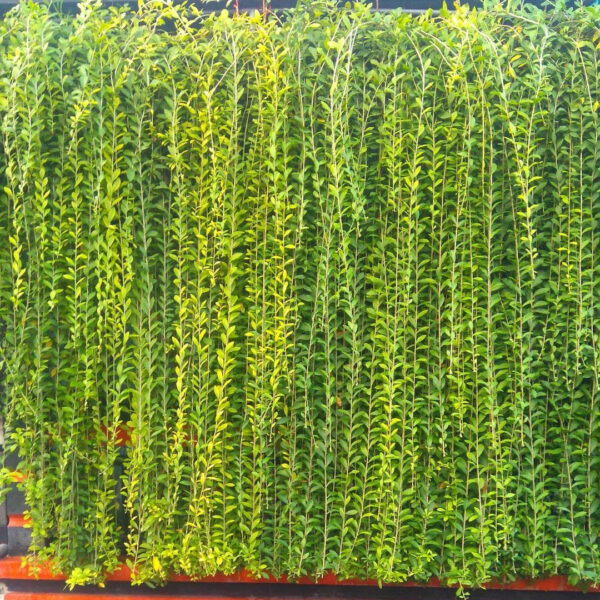 Curtain Creeper Plant - Parda Bel