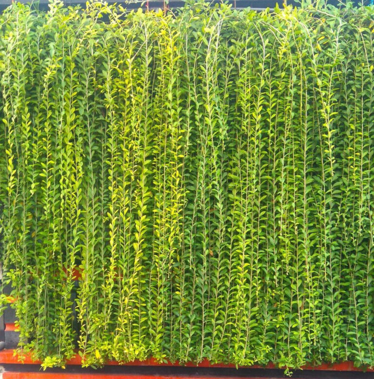 Curtain Creeper Plant - Parda Bel