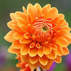 Dahlia Orange Plant