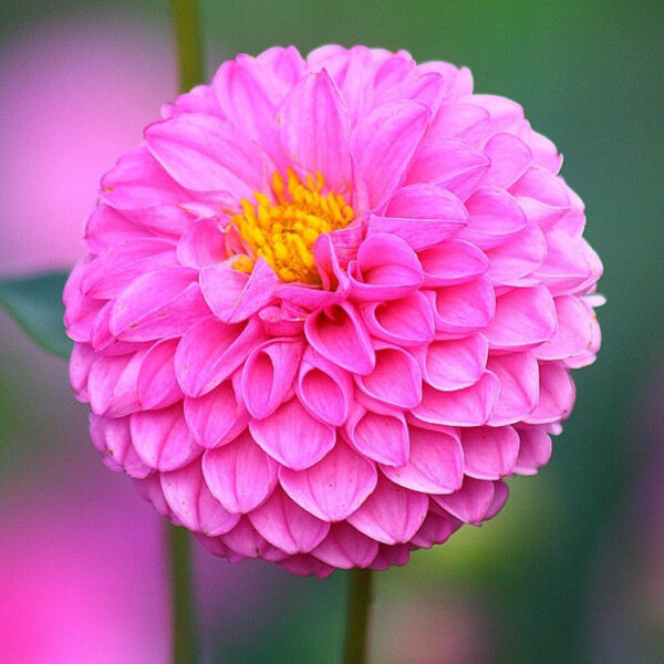 Dahlia Pink Plant