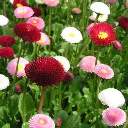 Daisy Mixed Bellis Perennis Seeds - omaxe seeds