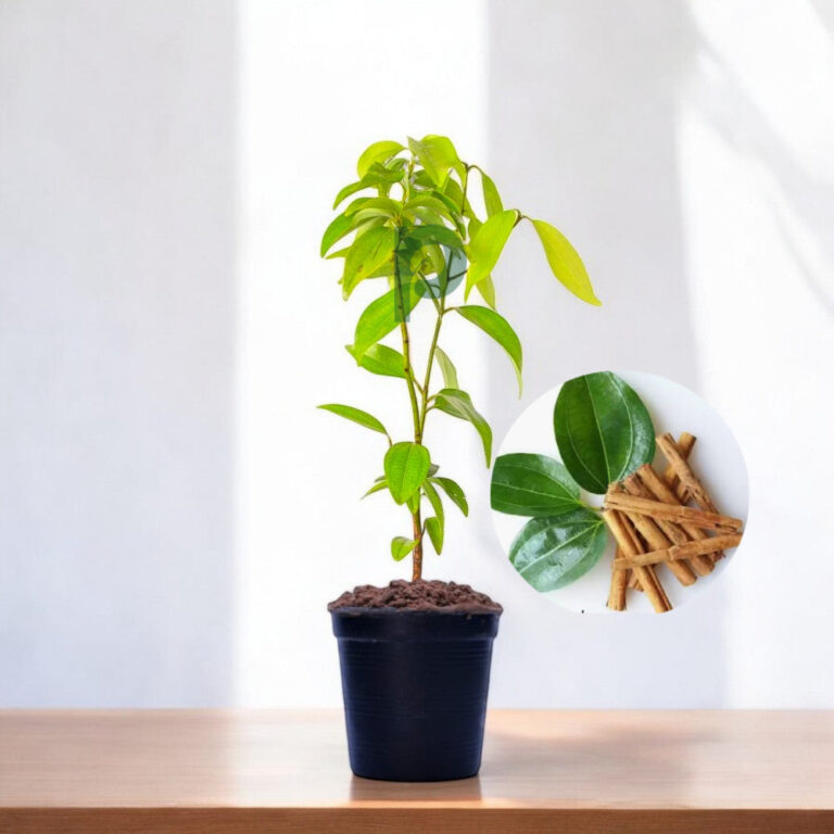 Dalchini Plant - True cinnamon tree, Cinnamon Bark