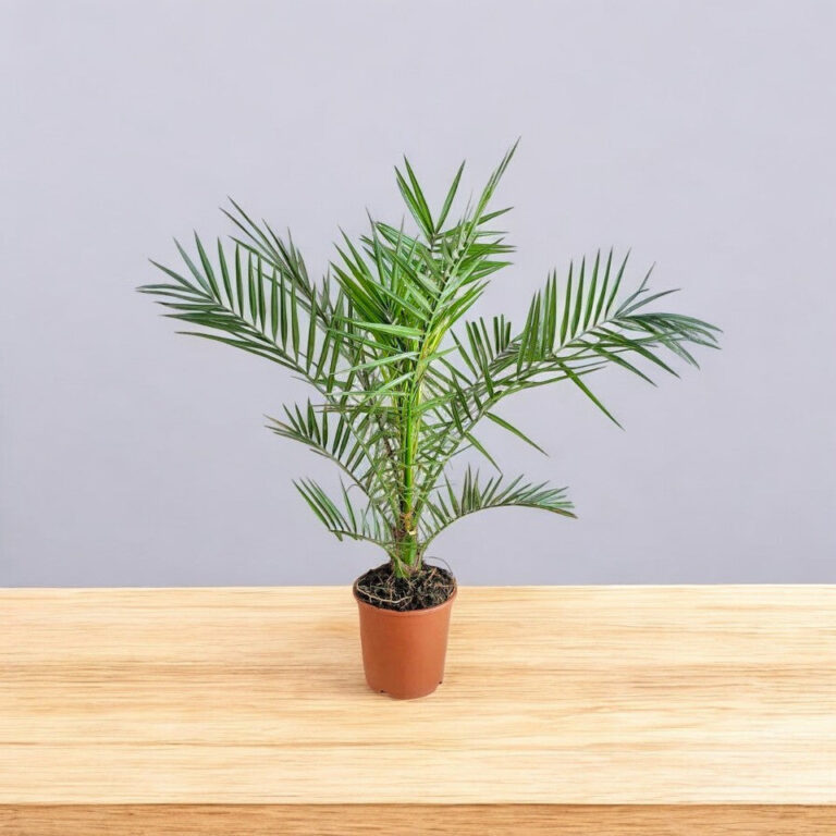 Date Palm - Khajur Plant