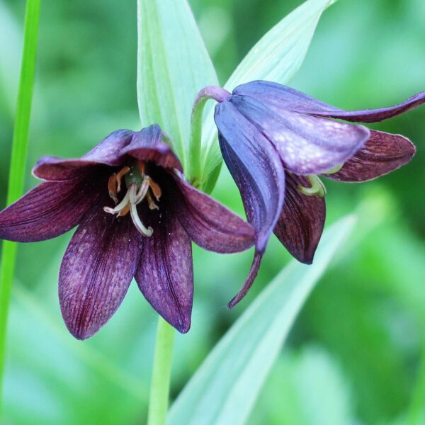 DayLily Bulbs (Chocolate, 3 bulbs)