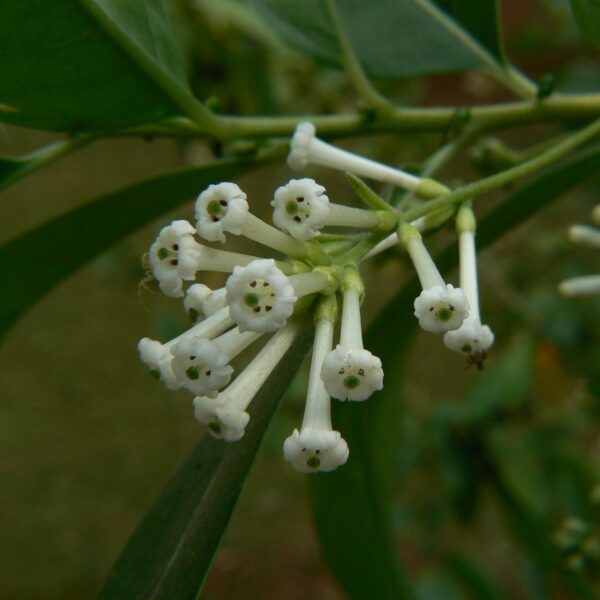 Din Ka Raja Plant - Cestrum Diurnum, Day Blooming Jasmine