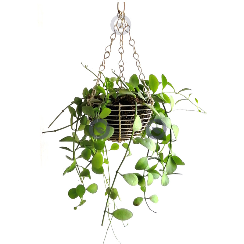 Dischidia Milnei Hanging - Apple Leaves Plant Dischidia Milnei Hanging - Apple Leaves Plant