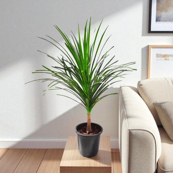 Dracaena Draco Plant