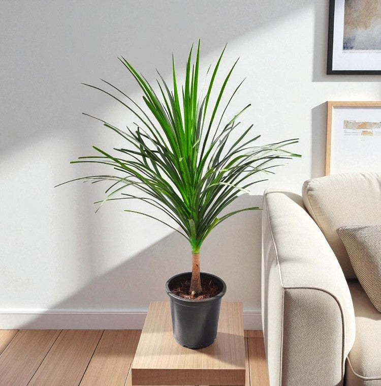 Dracaena Draco Plant