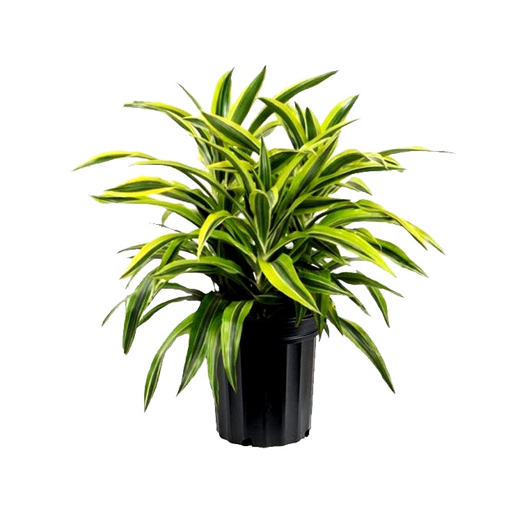 Dracaena Victoria Plant Dracaena Victoria Plant