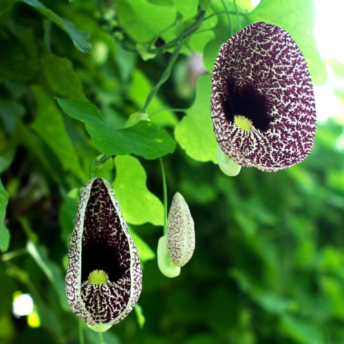 Duck Vine Plant, Duck Flower Plant - Aristolochia Elegans Plant