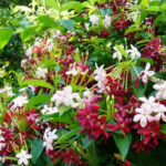 Dwarf Madhu Malti | MadhuMalti | Rangoon Creeper Plant