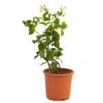 Dwarf Madhu Malti | MadhuMalti | Rangoon Creeper Plant