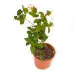 Dwarf Madhu Malti | MadhuMalti | Rangoon Creeper Plant