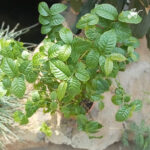 Dwarf Madhu Malti | MadhuMalti | Rangoon Creeper Plant