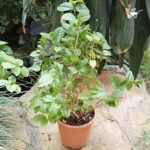 Dwarf Madhu Malti | MadhuMalti | Rangoon Creeper Plant