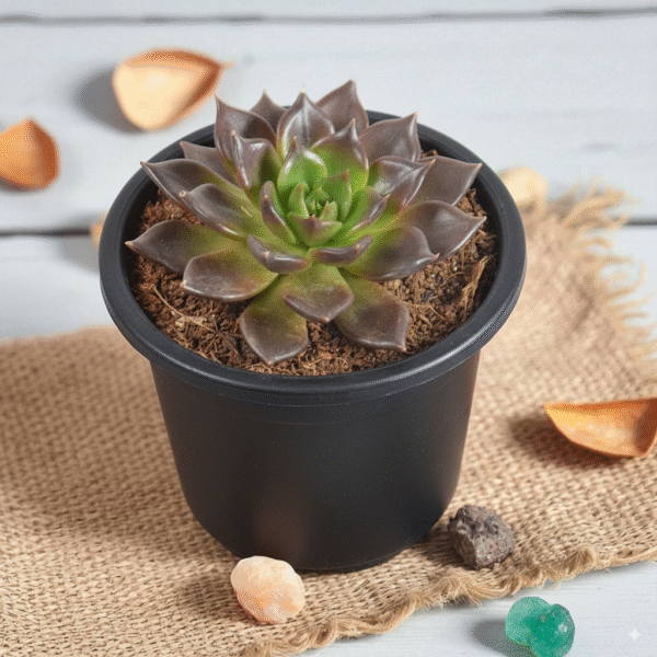 Echeveria Black Prince | Exotic Succulent
