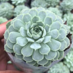 Echeveria Elegans Succulent Plant