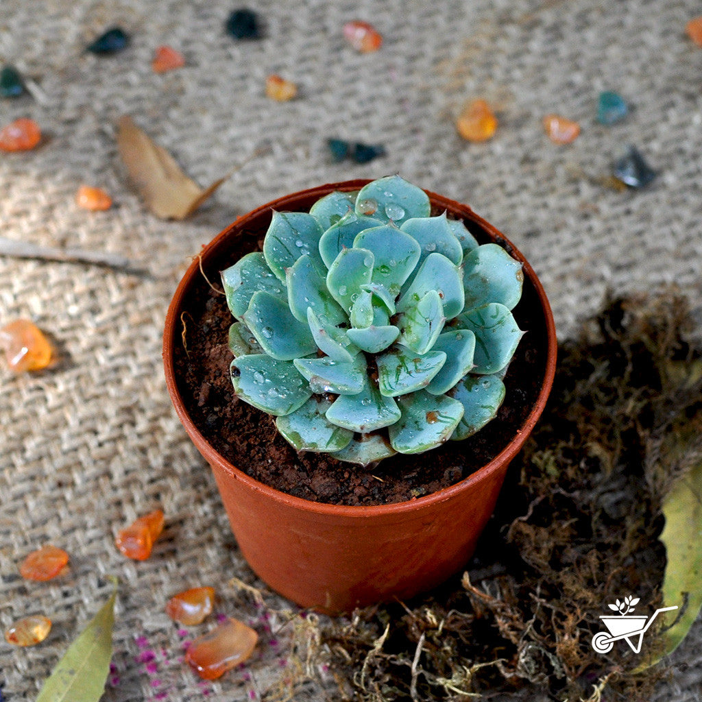 Echeveria Elegans Succulent Plant Echeveria Elegans Succulent Plant