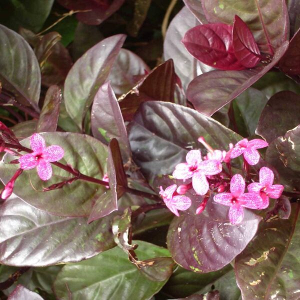 Eranthemum Atropurpureum Plant