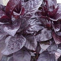 Eranthemum Black Plant