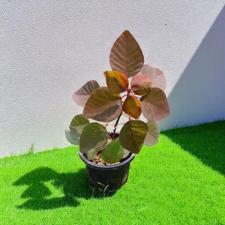 Euphorbia Cotinifolia Plant
