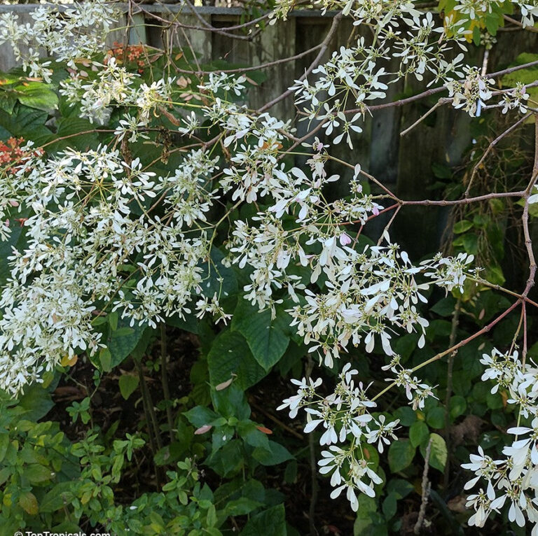Euphorbia Leucocephala - Snow Flake Plant