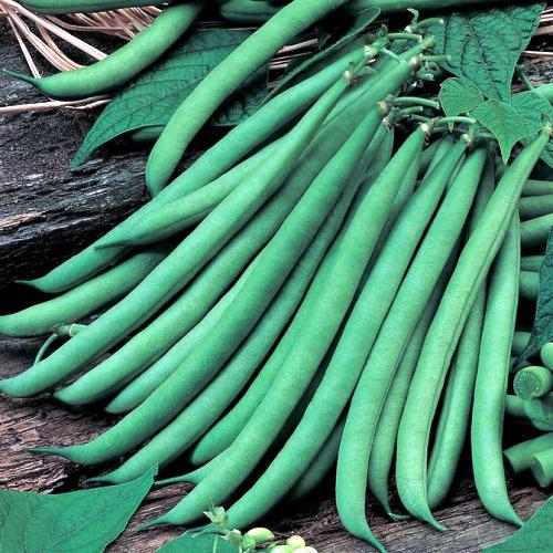 Fava Beans Selection Bakla Seeds (10 gm) - omaxe seeds