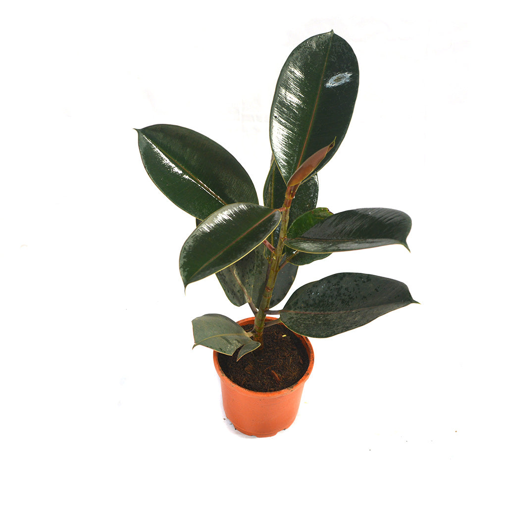 Ficus Elastica Burgundy Plant Ficus Elastica Burgundy Plant