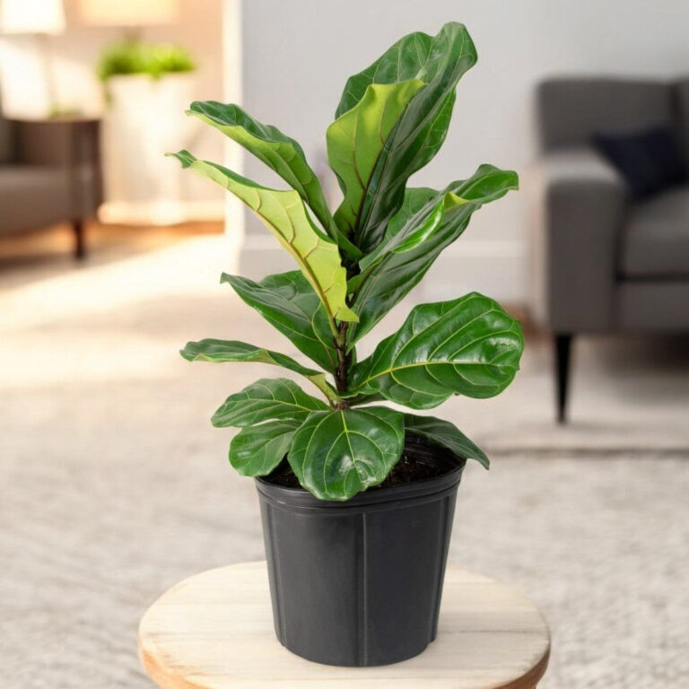 Fiddle Leaf Fig (Ficus Lyrata) Plant – Air Purifier Indoor Plant